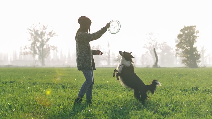 CEBANC IMPARTIRÁ UN NUEVO ITINERARIO DE ADIESTRAMIENTO CANINO